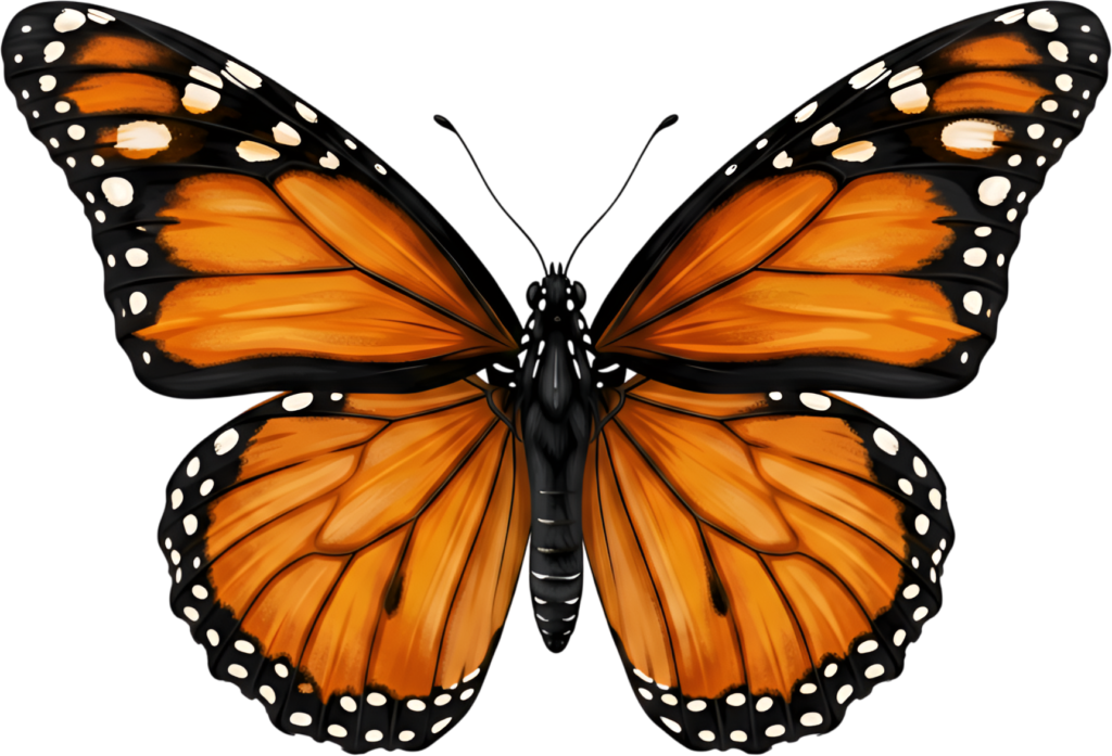 Classic Monarch butterfly features iconic orange and black patterns, a realistic nature PNG clipart resource,
