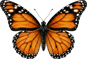 - Striking Monarch Butterfly in dorsal view, a premium PNG for diverse clipart applications, educational content, and artistic compositions Free PNG Download