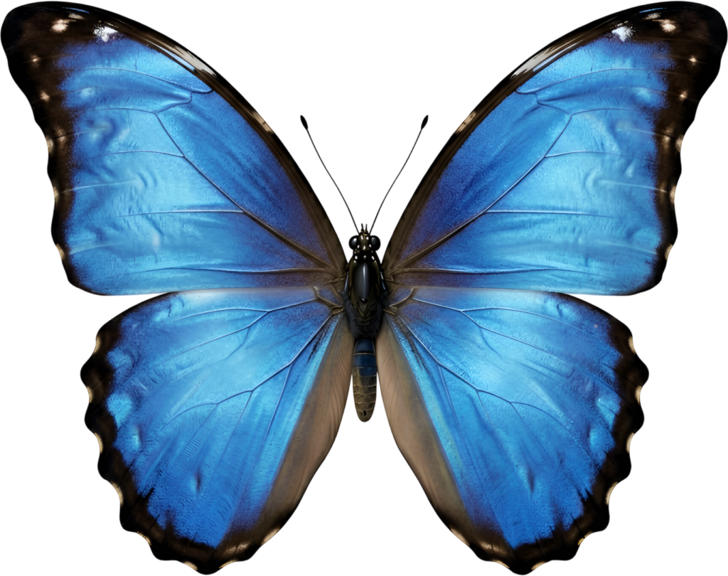 Striking Blue Morpho butterfly displays brilliant iridescent wings, a realistic nature PNG clipart download,