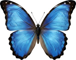 - Striking Monarch Butterfly in dorsal view, a premium PNG for diverse clipart applications, educational content, and artistic compositions Free PNG Download