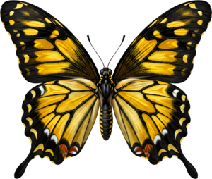 - Striking Monarch Butterfly in dorsal view, a premium PNG for diverse clipart applications, educational content, and artistic compositions Free PNG Download