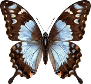 - Striking Monarch Butterfly in dorsal view, a premium PNG for diverse clipart applications, educational content, and artistic compositions Free PNG Download