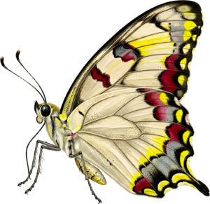 - Striking Monarch Butterfly in dorsal view, a premium PNG for diverse clipart applications, educational content, and artistic compositions Free PNG Download