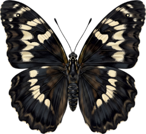 - Striking Monarch Butterfly in dorsal view, a premium PNG for diverse clipart applications, educational content, and artistic compositions Free PNG Download