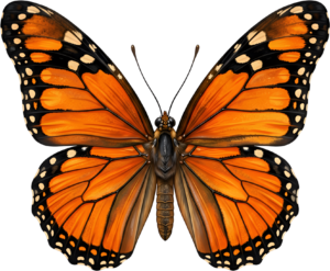 - Striking Monarch Butterfly in dorsal view, a premium PNG for diverse clipart applications, educational content, and artistic compositions Free PNG Download