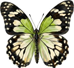 - Striking Monarch Butterfly in dorsal view, a premium PNG for diverse clipart applications, educational content, and artistic compositions Free PNG Download