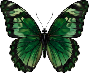- Striking Monarch Butterfly in dorsal view, a premium PNG for diverse clipart applications, educational content, and artistic compositions Free PNG Download