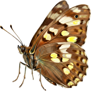 - Striking Monarch Butterfly in dorsal view, a premium PNG for diverse clipart applications, educational content, and artistic compositions Free PNG Download