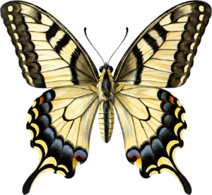 - Striking Monarch Butterfly in dorsal view, a premium PNG for diverse clipart applications, educational content, and artistic compositions Free PNG Download