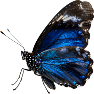 - Striking Monarch Butterfly in dorsal view, a premium PNG for diverse clipart applications, educational content, and artistic compositions Free PNG Download