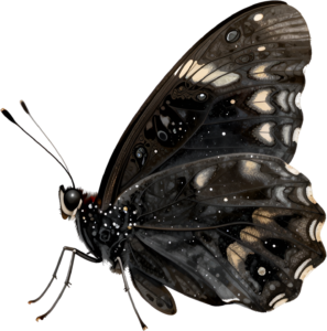 - Striking Monarch Butterfly in dorsal view, a premium PNG for diverse clipart applications, educational content, and artistic compositions Free PNG Download