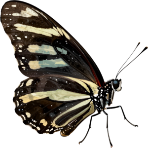 - Striking Monarch Butterfly in dorsal view, a premium PNG for diverse clipart applications, educational content, and artistic compositions Free PNG Download