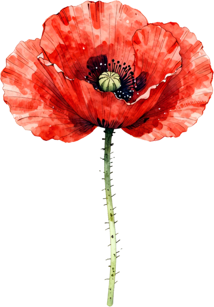 Vivid Red Poppy bloom artistic watercolor Clipart design for vibrant Flower PNG elements 1 - Vivid Red Poppy bloom artistic watercolor Clipart design for vibrant Flower PNG elements Free PNG Download