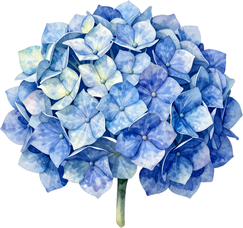 - Stunning Blue Hydrangea cluster watercolor Clipart perfect for elegant wedding Flower PNG invitations Free PNG Download