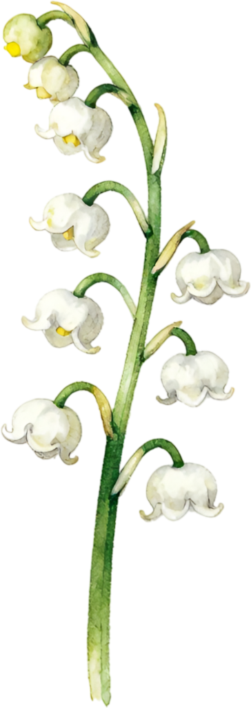 Delicate Lily of the Valley stalk charming spring Flower Clipart for elegant PNG designs 1 - Delicate Lily of the Valley stalk charming spring Flower Clipart for elegant PNG designs Free PNG Download