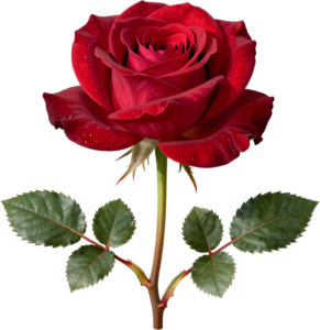 Peony and pink rose with eucalyptus and berries, a beautiful Flower PNG Clipart corner graphic 50 - Peony and pink rose with eucalyptus and berries, a beautiful Flower PNG Clipart corner graphic Free PNG Download