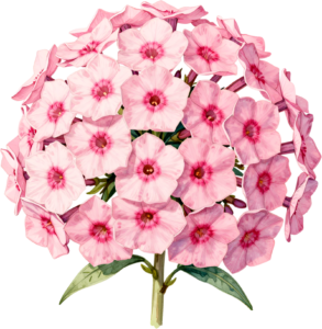 Pink Rose Wreath Flower illustration, perfect PNG for wedding invitations and scrapbooking designs 54 - Pink Rose Wreath Flower illustration, perfect PNG for wedding invitations and scrapbooking designs Free PNG Download