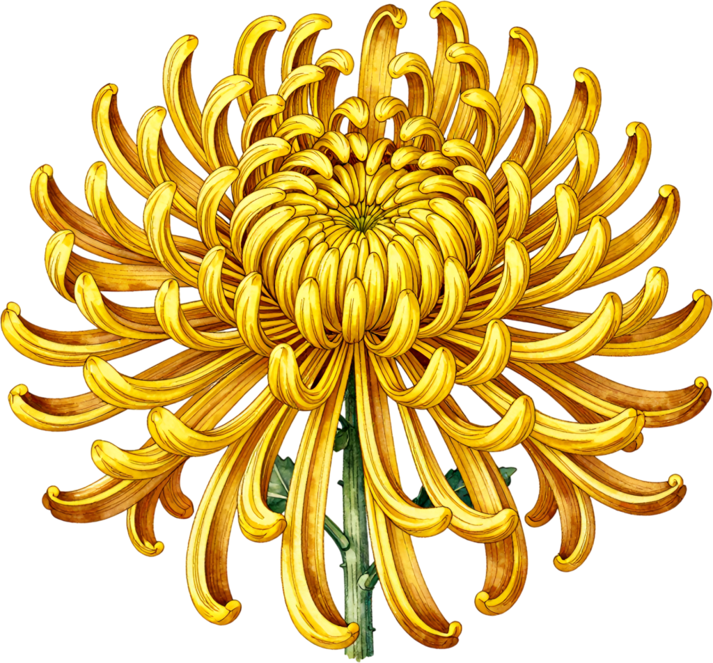 - Intricate Yellow Chrysanthemum bloom festive autumn Flower Clipart perfect for vibrant PNG designs Free PNG Download
