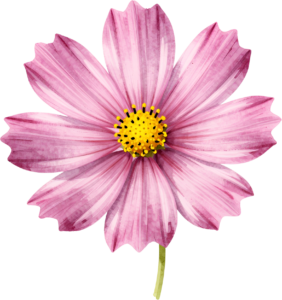 Peony and pink rose with eucalyptus and berries, a beautiful Flower PNG Clipart corner graphic 55 - Peony and pink rose with eucalyptus and berries, a beautiful Flower PNG Clipart corner graphic Free PNG Download