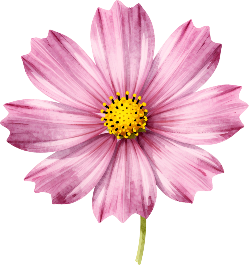 Pretty Pink Cosmos single bloom watercolor Clipart ideal for whimsical garden Flower PNG projects 1 - Pretty Pink Cosmos single bloom watercolor Clipart ideal for whimsical garden Flower PNG projects Free PNG Download