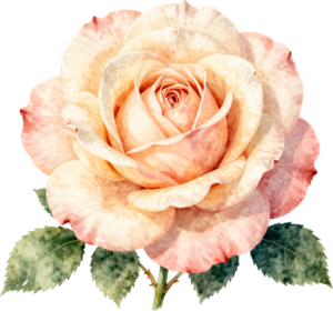 Pink Rose Wreath Flower illustration, perfect PNG for wedding invitations and scrapbooking designs 56 - Pink Rose Wreath Flower illustration, perfect PNG for wedding invitations and scrapbooking designs Free PNG Download