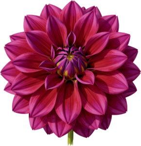 Anemone flowers with dark red roses and dark foliage, a stunning Flower PNG Clipart centerpiece 57 - Anemone flowers with dark red roses and dark foliage, a stunning Flower PNG Clipart centerpiece Free PNG Download