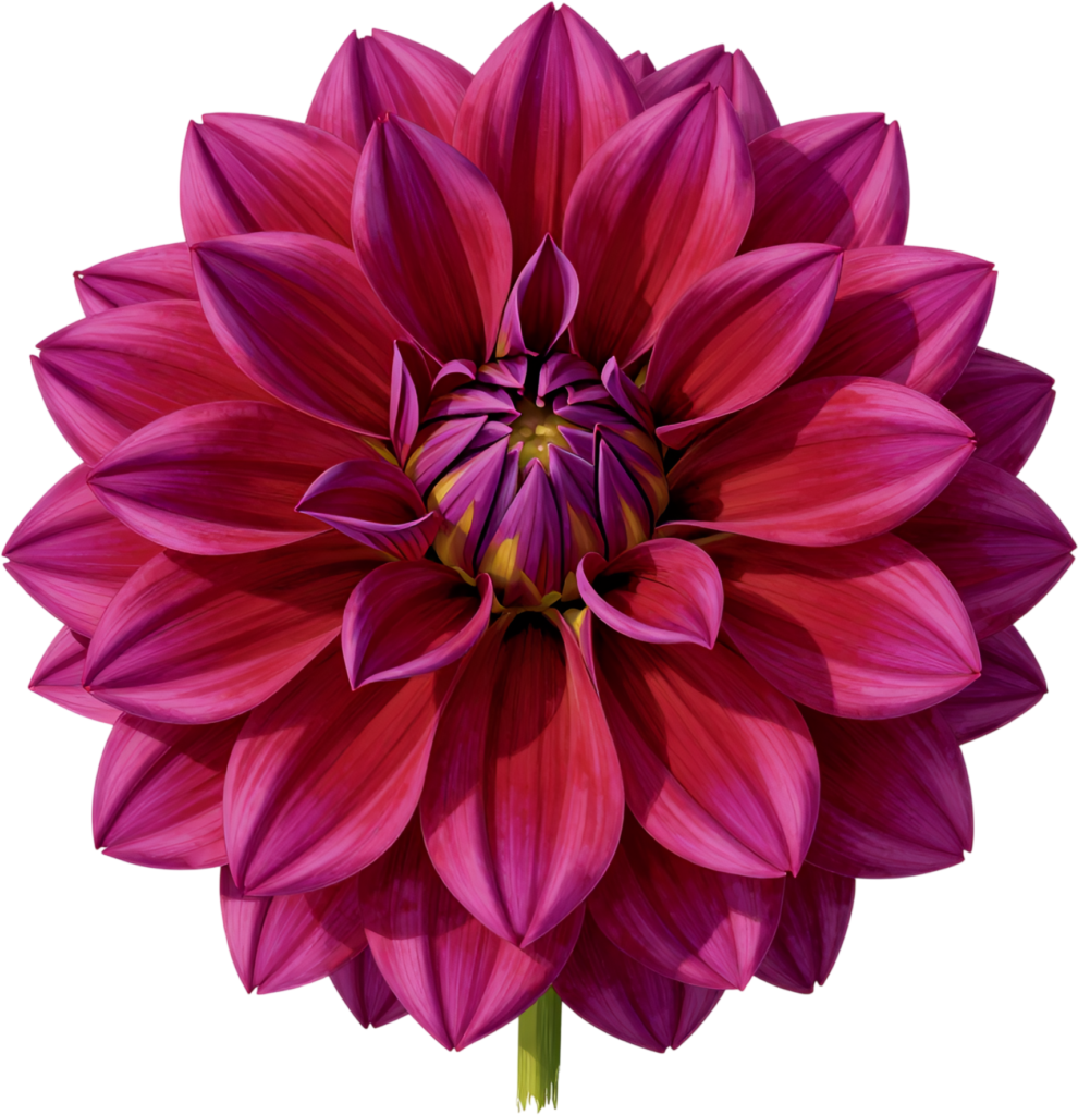 - Bold Magenta Dahlia bloom vibrant summer Flower Clipart essential for striking digital PNG art Free PNG Download