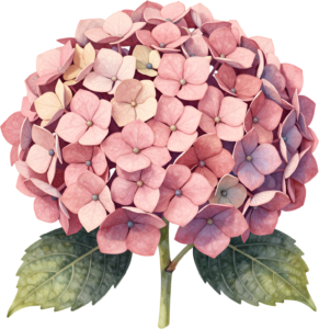 Peony and pink rose with eucalyptus and berries, a beautiful Flower PNG Clipart corner graphic 57 - Peony and pink rose with eucalyptus and berries, a beautiful Flower PNG Clipart corner graphic Free PNG Download