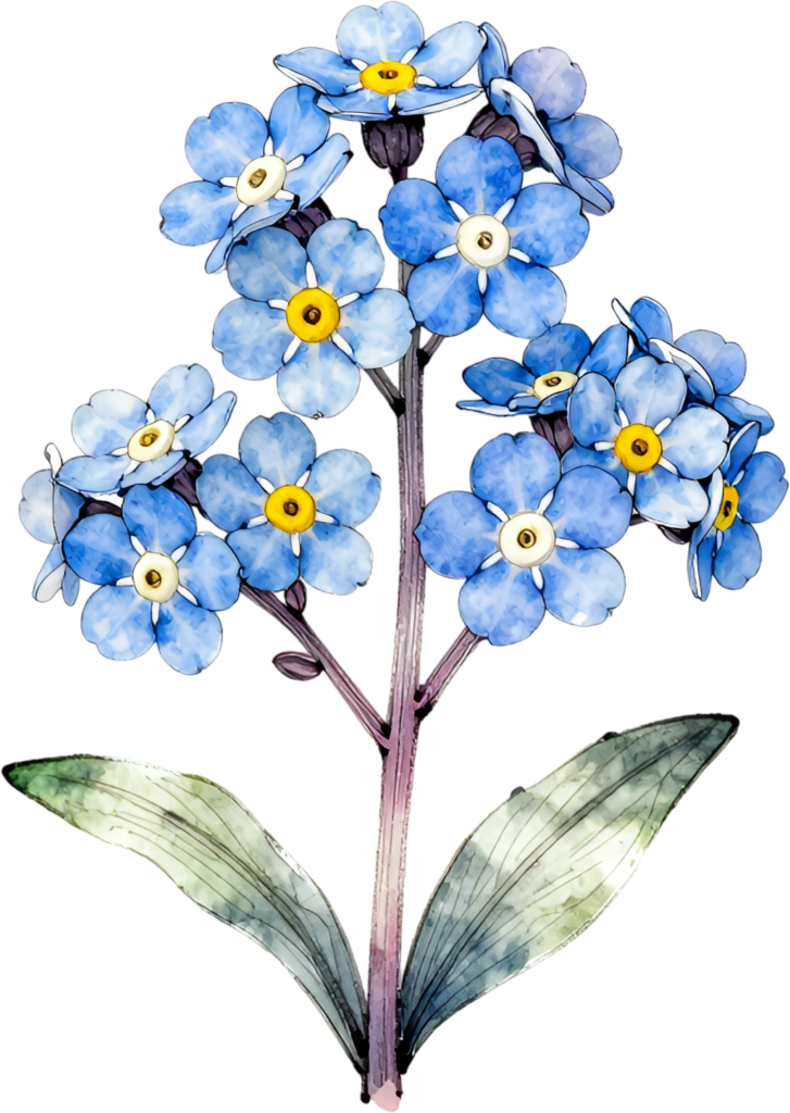 Charming Forget-Me-Nots cluster symbolic blue Flower Clipart perfect for thoughtful PNG designs 1 - Charming Forget-Me-Nots cluster symbolic blue Flower Clipart perfect for thoughtful PNG designs Free PNG Download