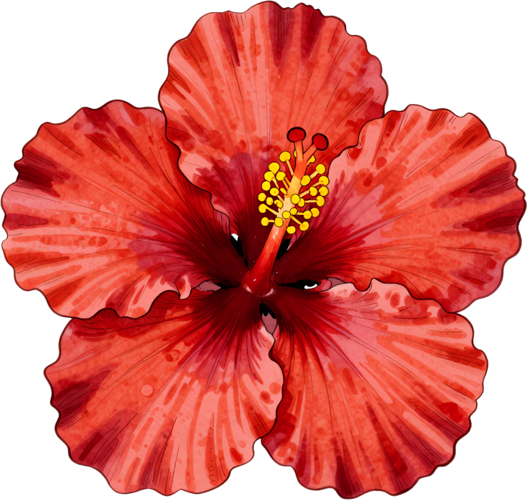 - Tropical Red Hibiscus bloom vibrant summer Flower Clipart essential for exotic digital PNG art Free PNG Download