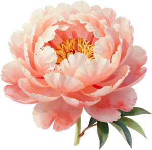 Peony and pink rose with eucalyptus and berries, a beautiful Flower PNG Clipart corner graphic 61 - Peony and pink rose with eucalyptus and berries, a beautiful Flower PNG Clipart corner graphic Free PNG Download