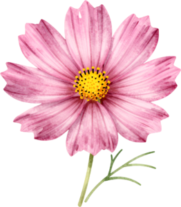 - Unique Hellebore bloom mysterious winter Flower Clipart perfect for enchanting digital PNG projects Free PNG Download