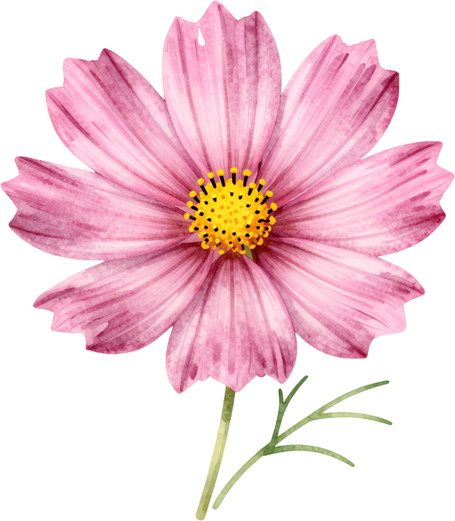 - Cosmos Bloom, simple pink wild Flower PNG illustration for cheerful scrapbooking and rustic garden themes Free PNG Download