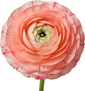 - Unique Hellebore bloom mysterious winter Flower Clipart perfect for enchanting digital PNG projects Free PNG Download