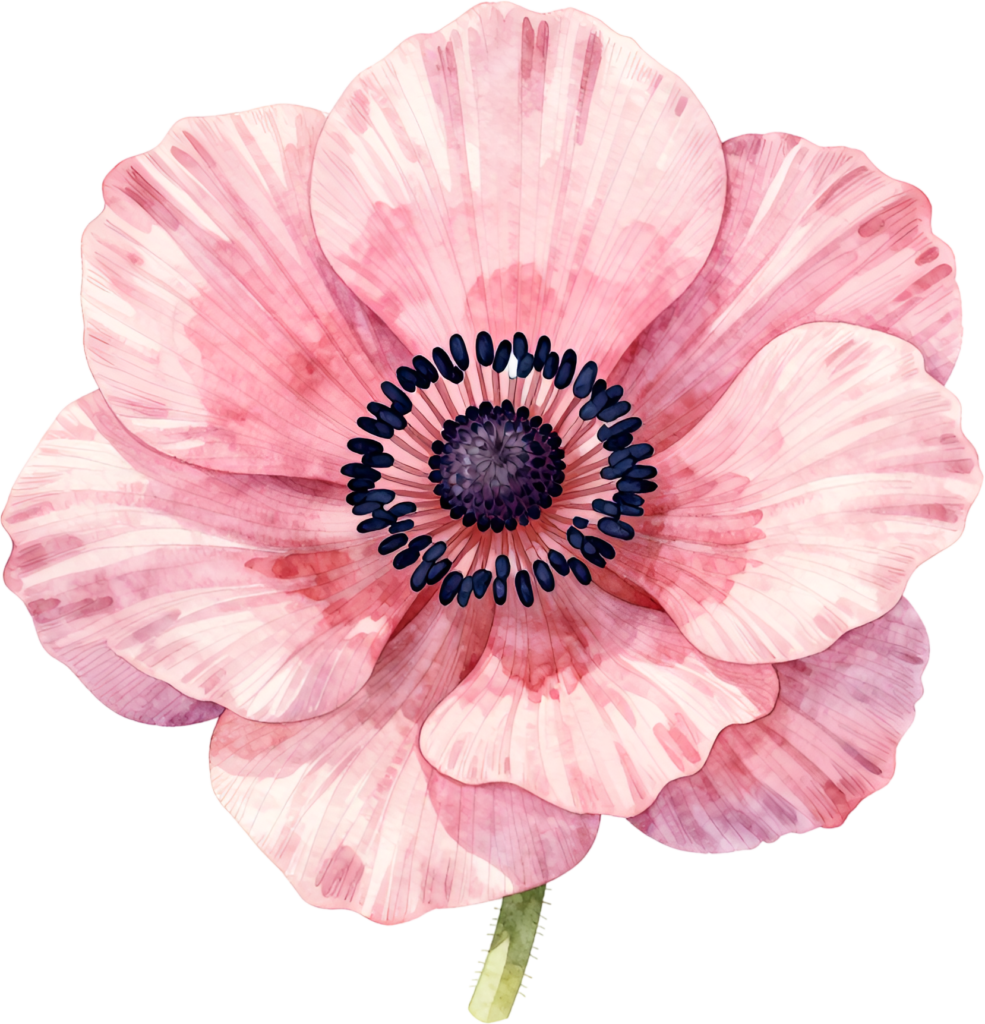 Anemone Flower, delicate pink watercolor Illustration PNG for modern wedding stationery and elegant branding assets 1 - Anemone Flower, delicate pink watercolor Illustration PNG for modern wedding stationery and elegant branding assets Free PNG Download