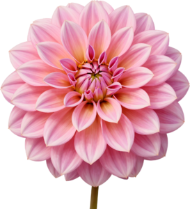 Marigold Blossom brightens autumn crafts, a vibrant Flower PNG illustration for digital design projects 9 - Marigold Blossom brightens autumn crafts, a vibrant Flower PNG illustration for digital design projects Free PNG Download