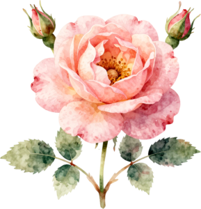 Marigold Blossom brightens autumn crafts, a vibrant Flower PNG illustration for digital design projects 10 - Marigold Blossom brightens autumn crafts, a vibrant Flower PNG illustration for digital design projects Free PNG Download