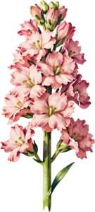 Marigold Blossom brightens autumn crafts, a vibrant Flower PNG illustration for digital design projects 11 - Marigold Blossom brightens autumn crafts, a vibrant Flower PNG illustration for digital design projects Free PNG Download