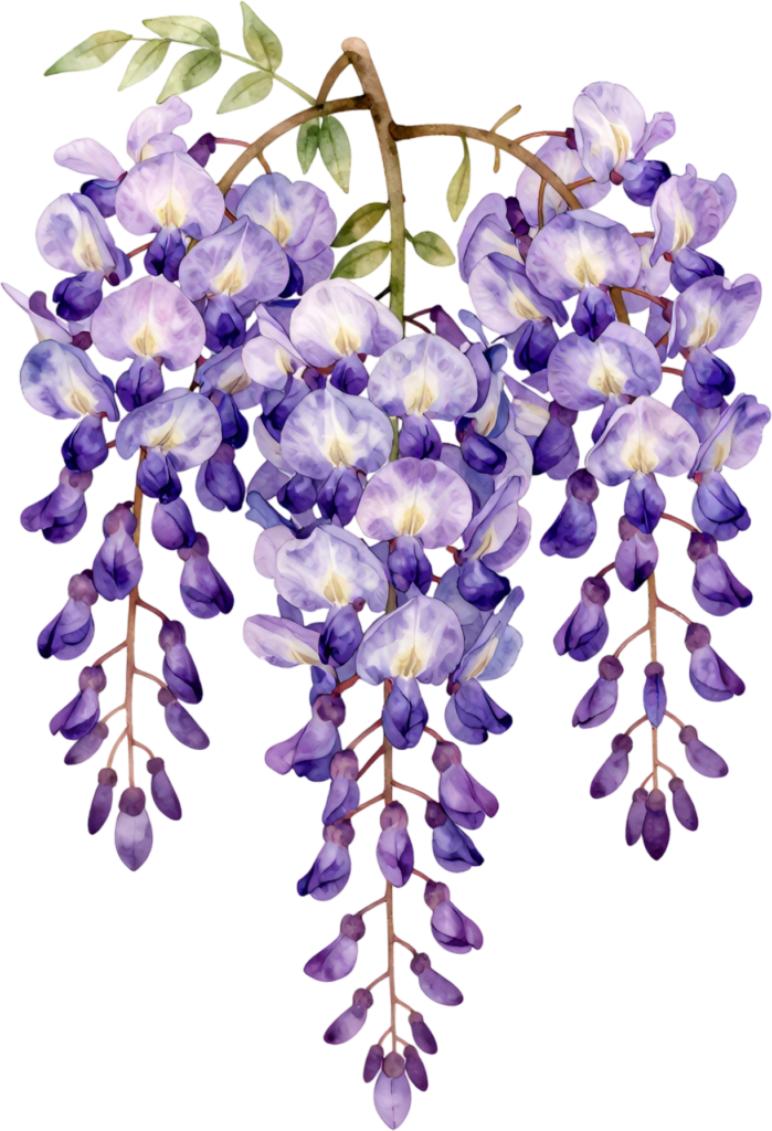 Wisteria Vine, cascading purple Flower PNG illustration ideal for dreamy garden scenes and enchanting event backdrops 1 - Wisteria Vine, cascading purple Flower PNG illustration ideal for dreamy garden scenes and enchanting event backdrops Free PNG Download