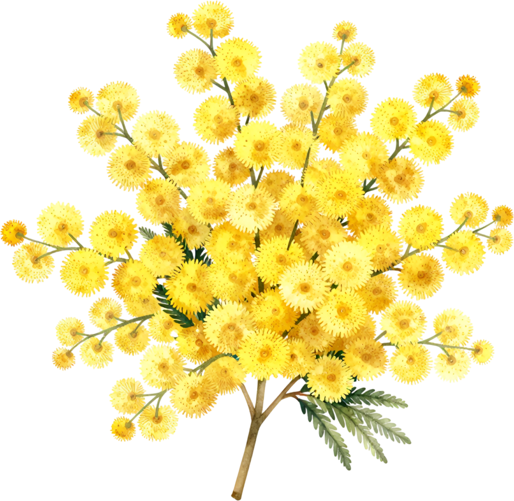Mimosa Sprig, cheerful yellow pom-pom Flower PNG illustration for bright spring designs and celebratory greetings 1 - Mimosa Sprig, cheerful yellow pom-pom Flower PNG illustration for bright spring designs and celebratory greetings Free PNG Download