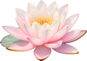 - Ranunculus Blossom, captivating peach ruffled Flower PNG illustration for elegant wedding stationery and romantic decor Free PNG Download
