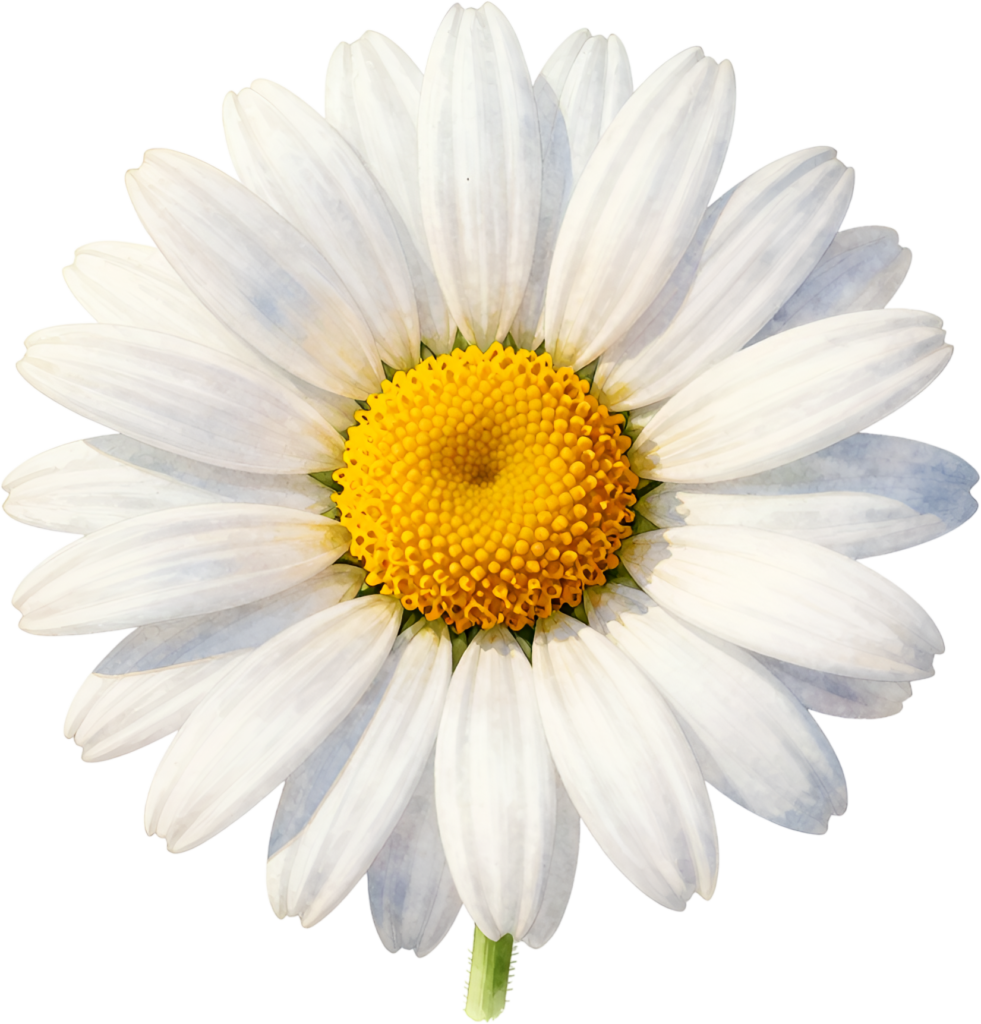 - Daisy Flower, cheerful white petal Illustration PNG for bright spring designs and delightful children's book illustrations Free PNG Download
