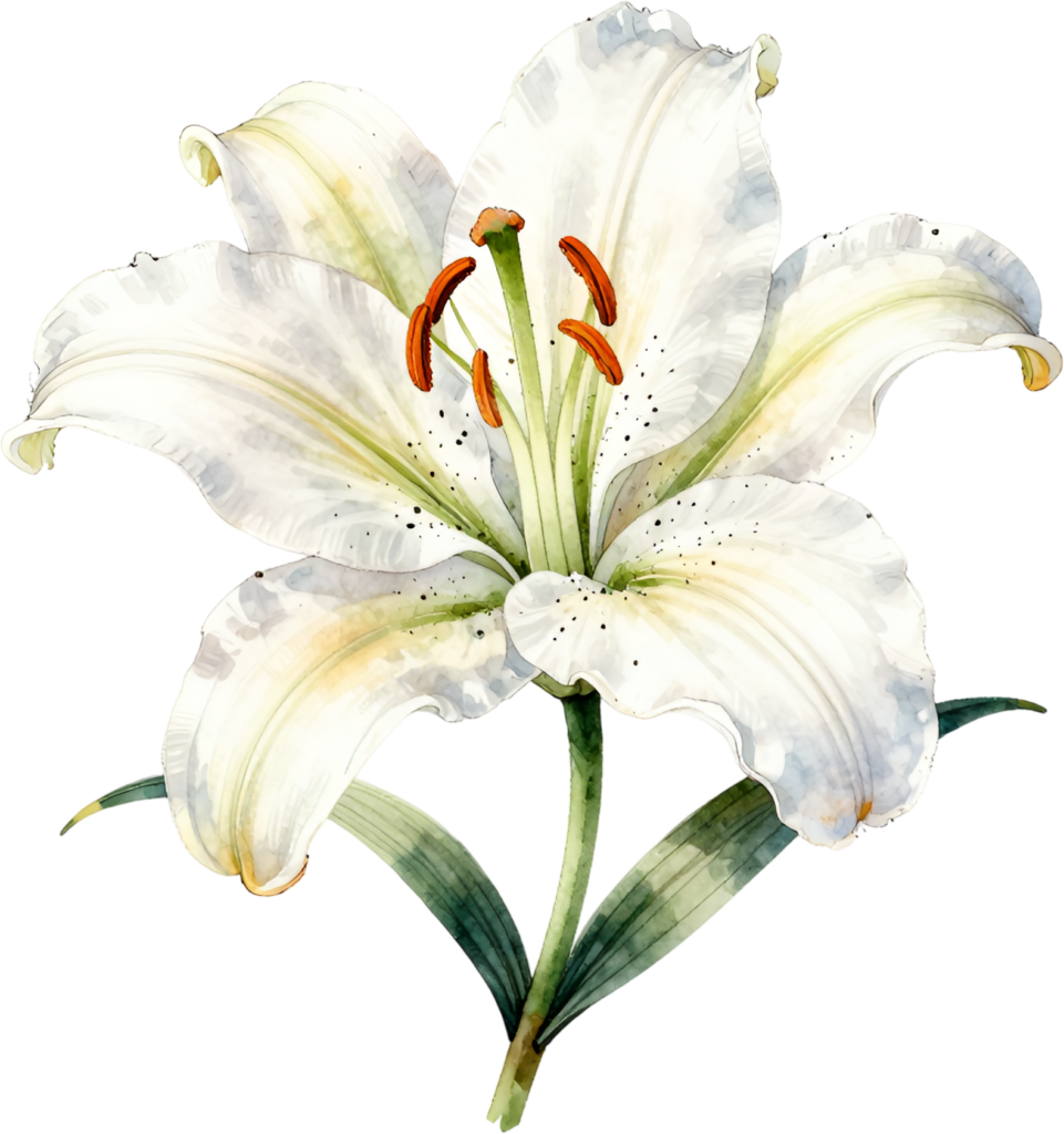 Lily Blossom, graceful white trumpet Flower PNG illustration for elegant memorials and sophisticated spiritual design projects 1 - Lily Blossom, graceful white trumpet Flower PNG illustration for elegant memorials and sophisticated spiritual design projects Free PNG Download