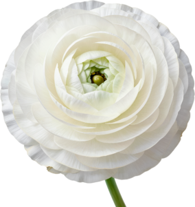 - Camellia Blossom, exquisite white layered Flower PNG illustration for elegant winter weddings and sophisticated branding elements Free PNG Download