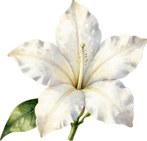 - Camellia Blossom, exquisite white layered Flower PNG illustration for elegant winter weddings and sophisticated branding elements Free PNG Download