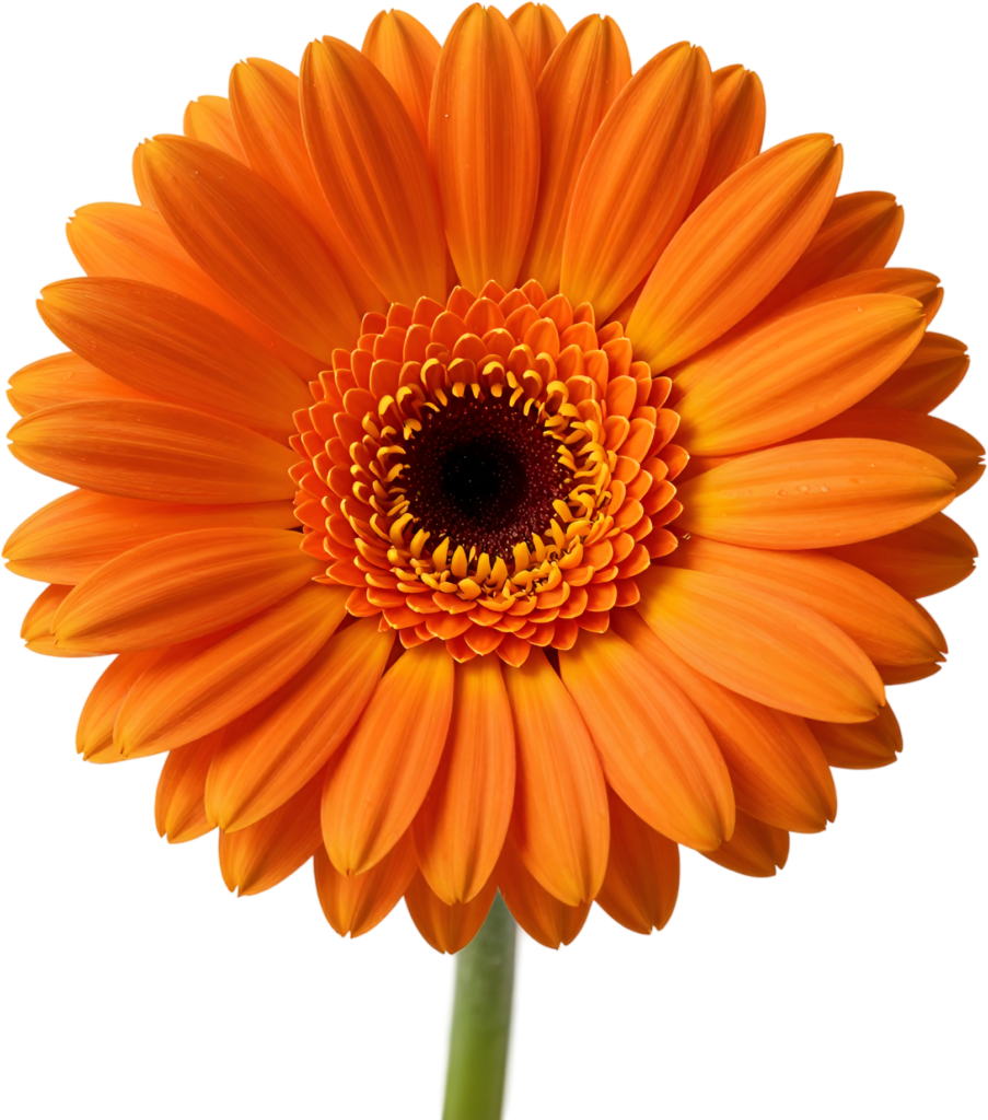 Gerbera Daisy, bold orange cheerful Flower PNG illustration for vibrant event branding and lively digital marketing campaigns 1 - Gerbera Daisy, bold orange cheerful Flower PNG illustration for vibrant event branding and lively digital marketing campaigns Free PNG Download