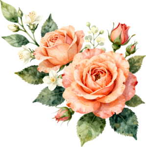 Peach roses with jasmine and lush green leaves, a beautiful Flower PNG Clipart corner graphic art