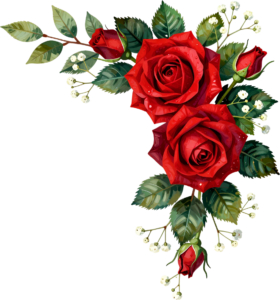 Behold vibrant red roses bouquet with baby’s breath, a vivid Flower PNG Clipart corner graphic