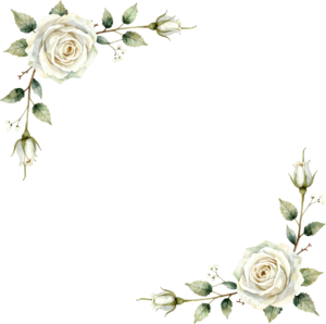 White roses forming an elegant corner frame, a classic Flower PNG Clipart border element set