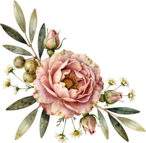 Old garden rose with olive branches and daisies, a rustic Flower PNG Clipart corner arrangement